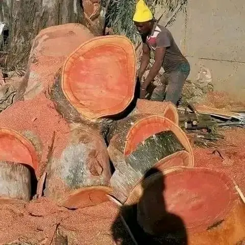 Stump grinding in Edenvale